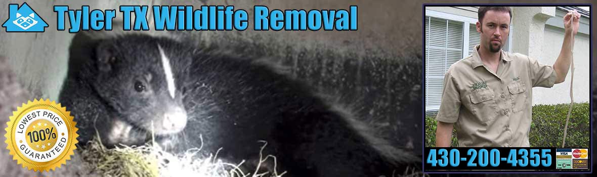Tyler Wildlife and Animal Removal